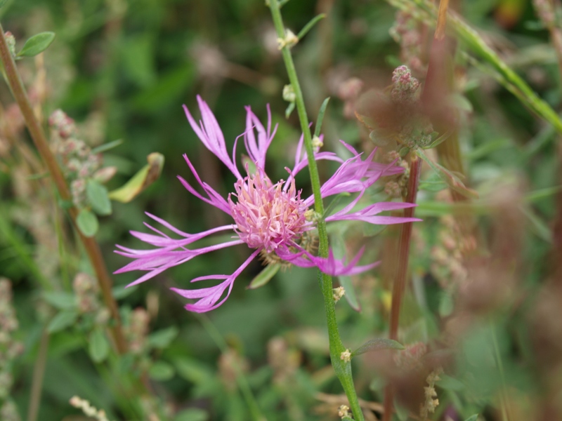 Centaurea sp.